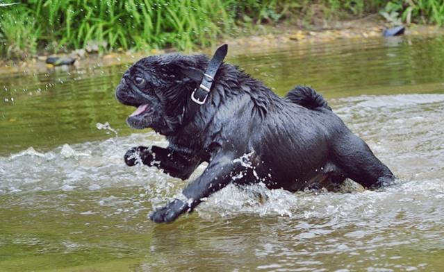 Auch ein Mops kann sportlich sein :)