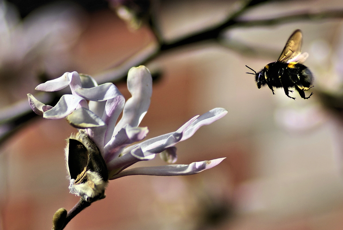 Auch zerfledderte Blüten machen satt,.jpg