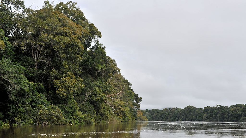 Auf dem Essequibo
Iwokrama Rainforest
0698