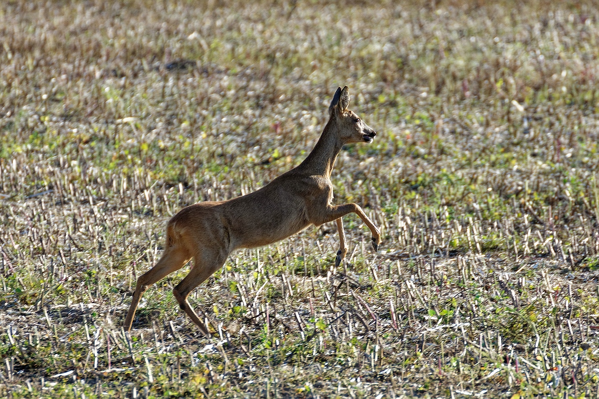 Auf der Flucht II