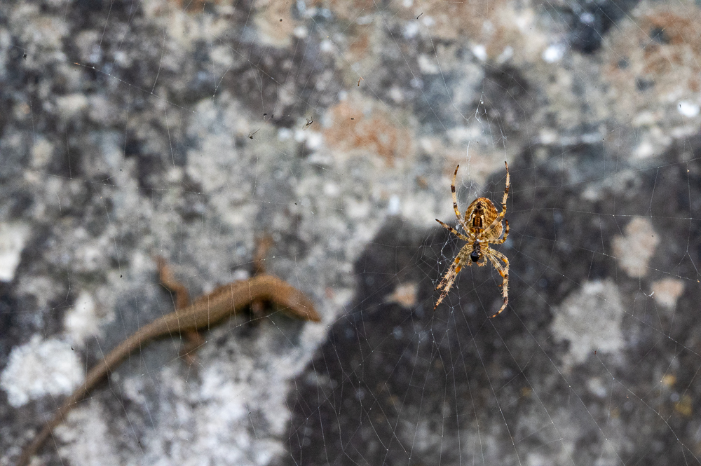 Auf der Mauer, auf der Lauer …