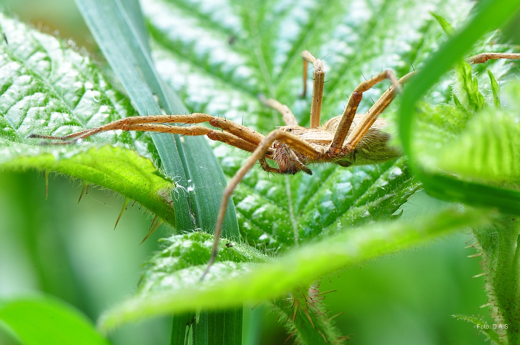 Auf der Pirsch
(Listspinne)

Bild im Portfolio 2012 gezeigt