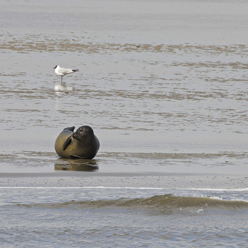 Auf der Sandbank .jpg