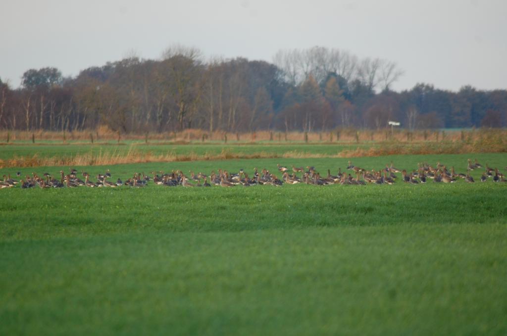 Auf die zugwiese 12.11.13 085