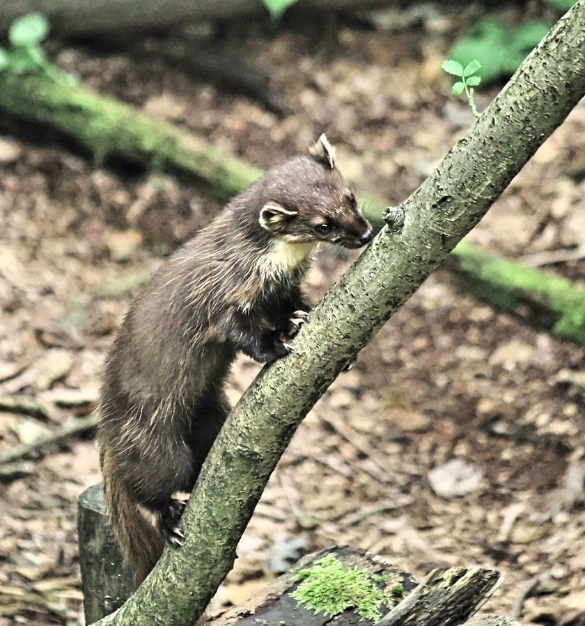 Auf Futtersuche Stamm auf und ab in Hankensbüttel.jpg