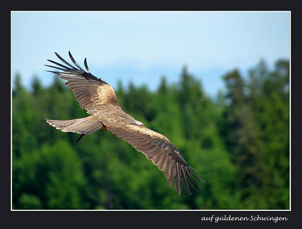 auf güldenen Schwingen