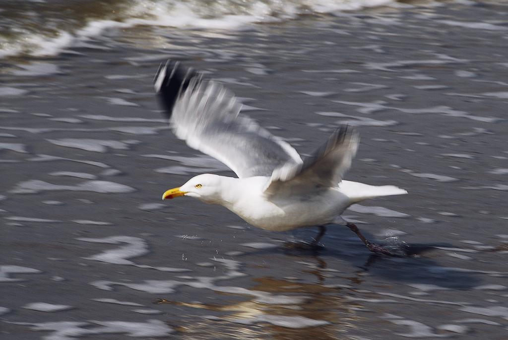 ... auf geht´s. Aufgenommen am Strand in der Nähe von Westkapelle.
(D200/F 11/300 mm/1/200 Sek/ISO 100)