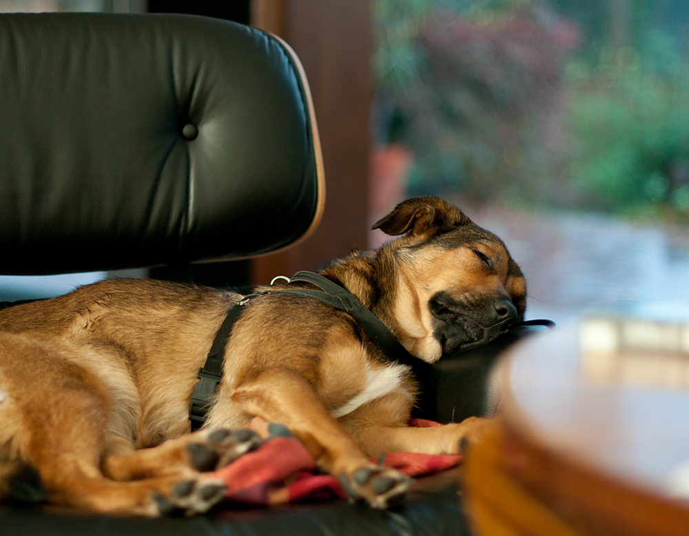 auf'm Eames Chair