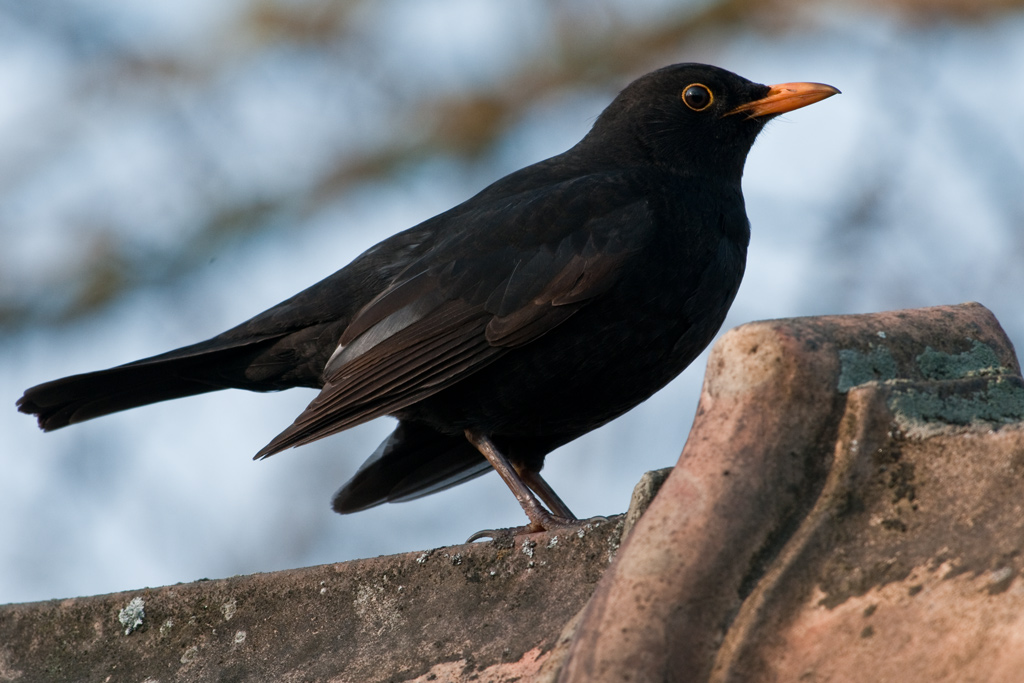 Aufmerksame Amsel

Zur Zeit tragen die Männchen ihre (Revier-?)Kämpfe aus,
da muss man(n) natürlich auf der Hut sein!

Heute, 7° 23; 
D300s + AF-S 2,8