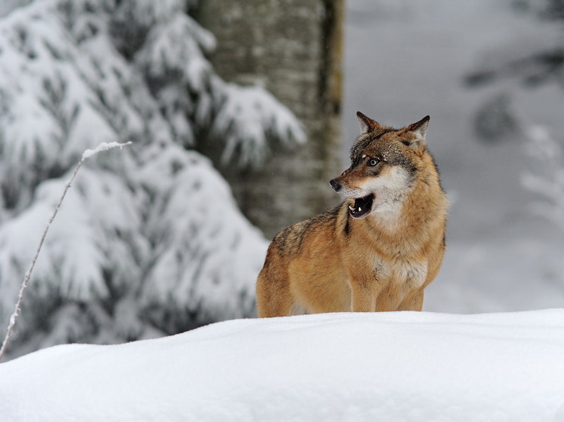 Aufmerksamer Wolf