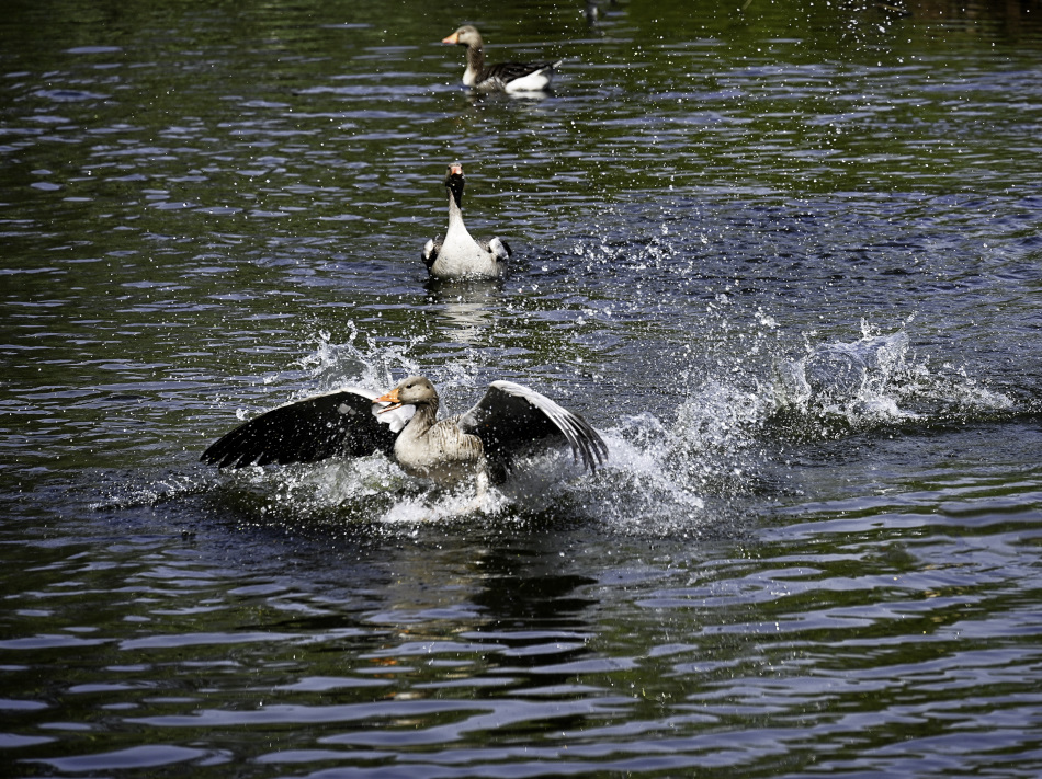 Aufregung am See.jpg