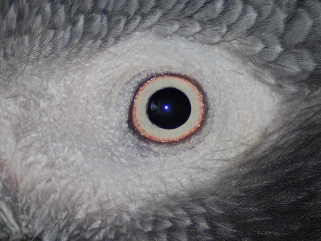 Auge Timneh Graupapagei