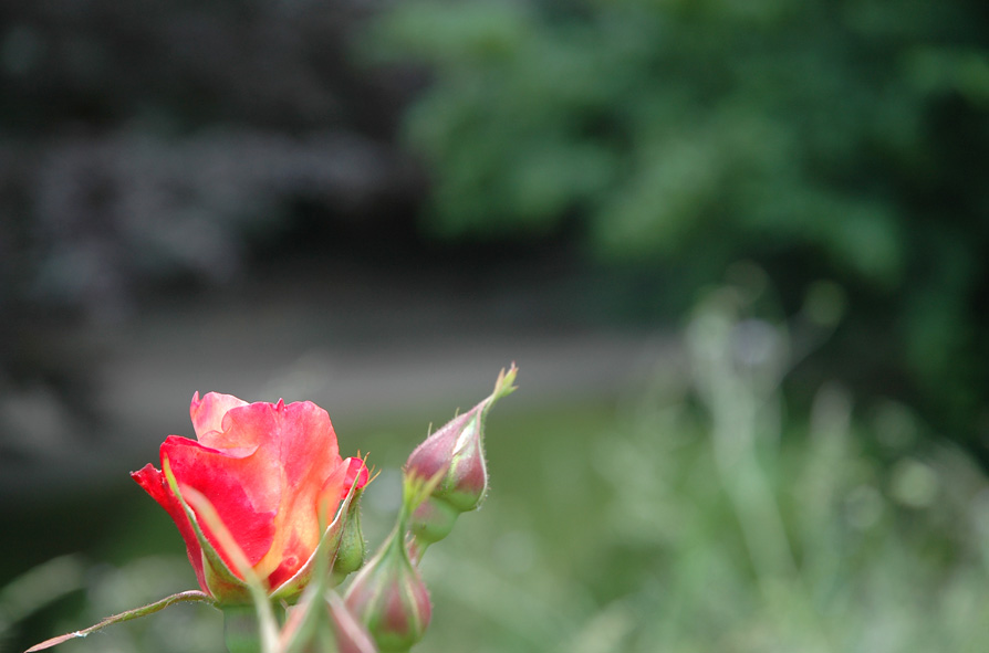 Aus der Arbeit "In Front and Behind"