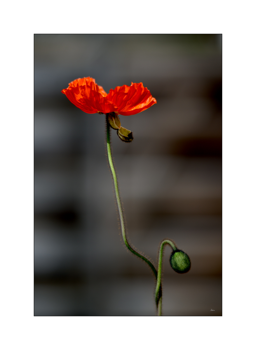 AusPZ1 6056