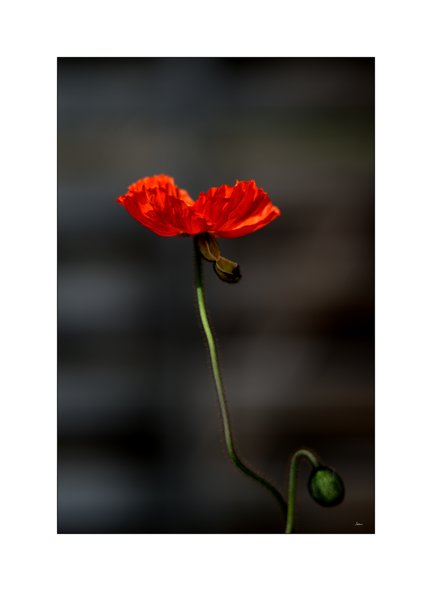 AusPZ1 6057