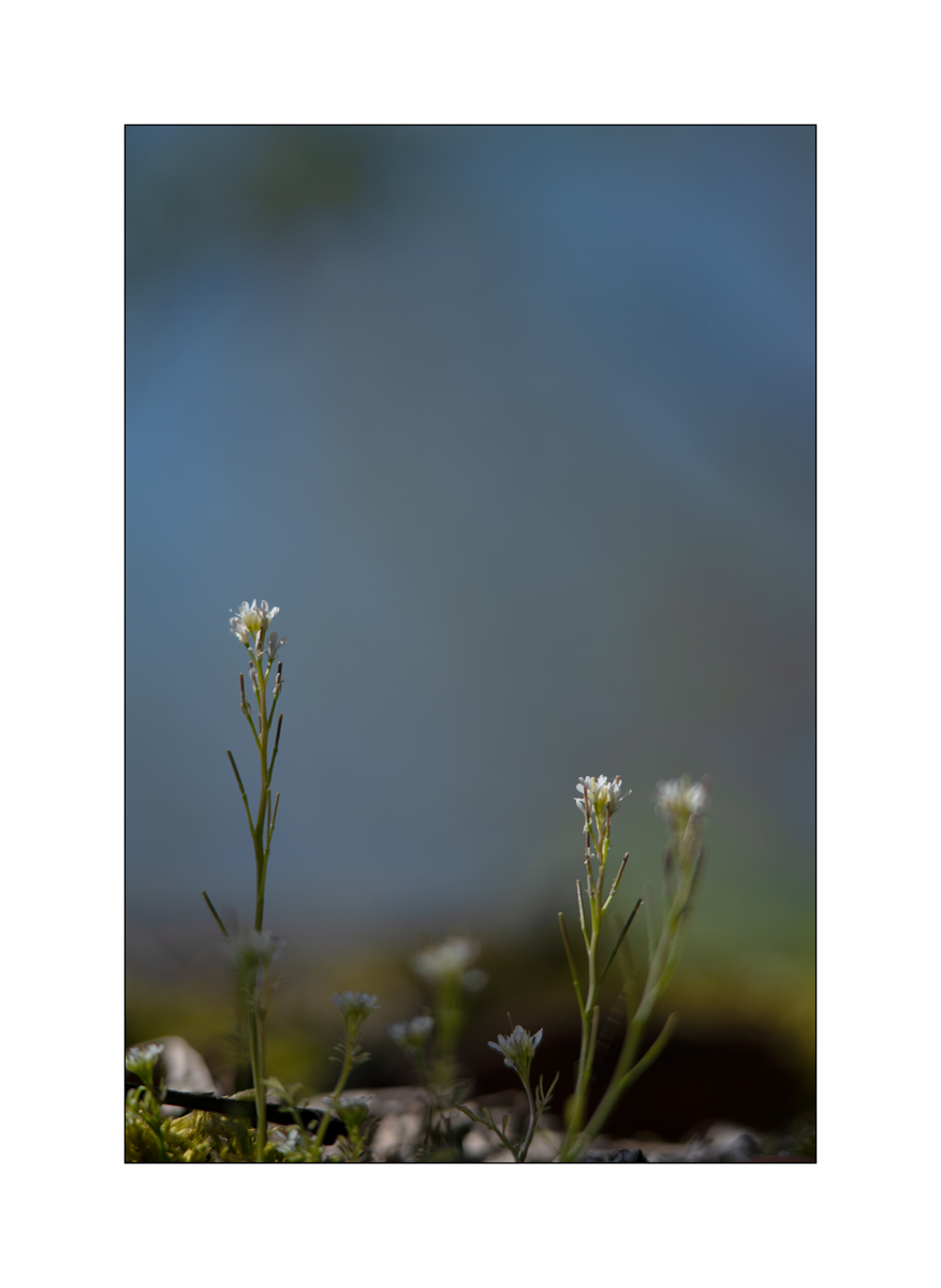 AusPZ1_0422.jpg