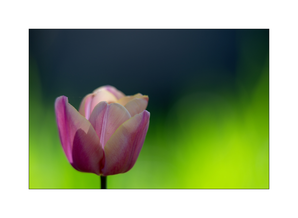 AusPZ1_0428.jpg