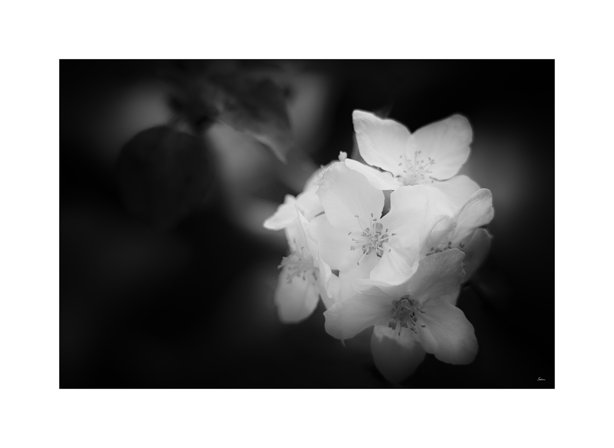 AusPZ1_1134.jpg