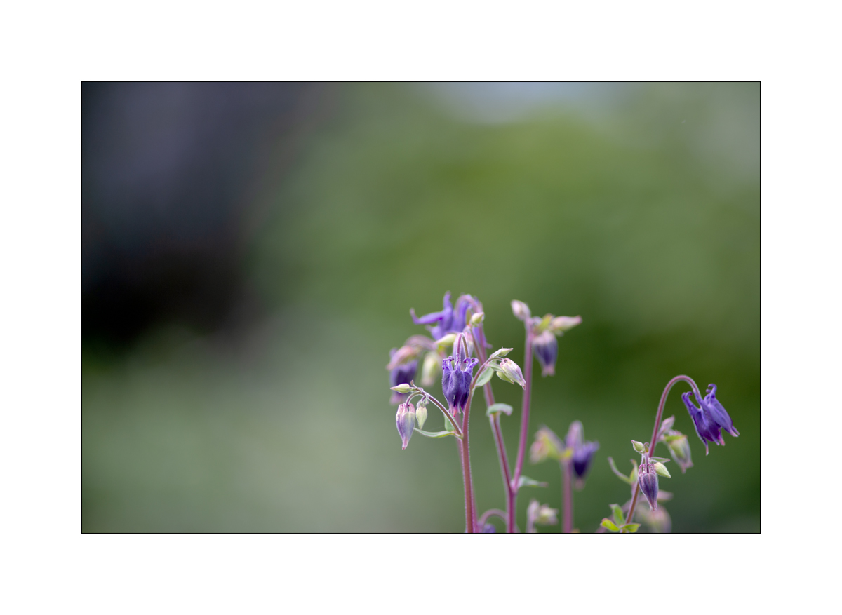 AusPZ1_1215.jpg