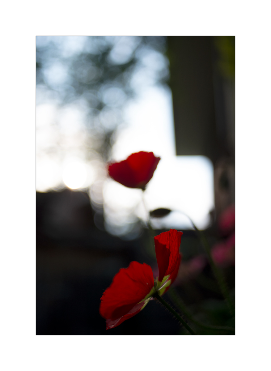 AusPZ1_1557.jpg
