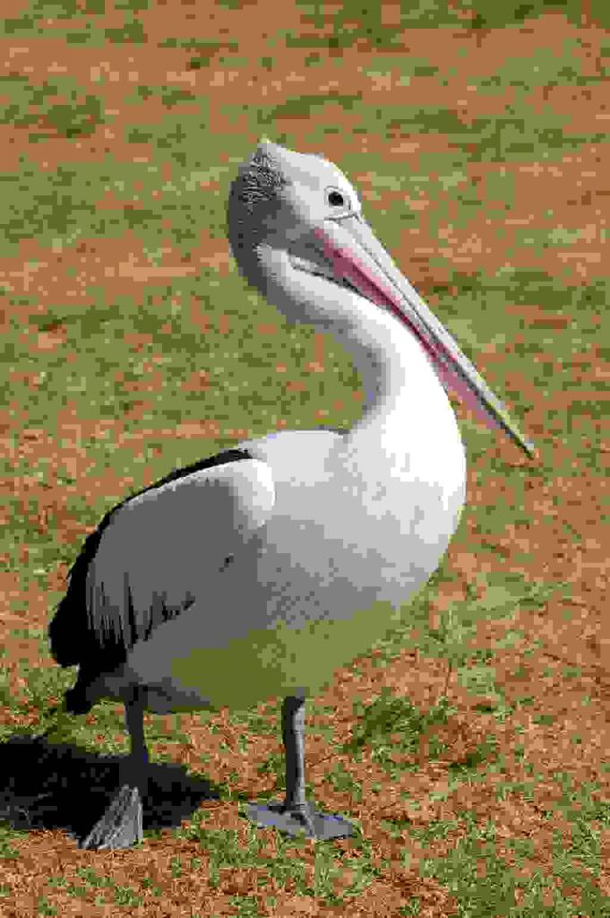 Australian Pelican