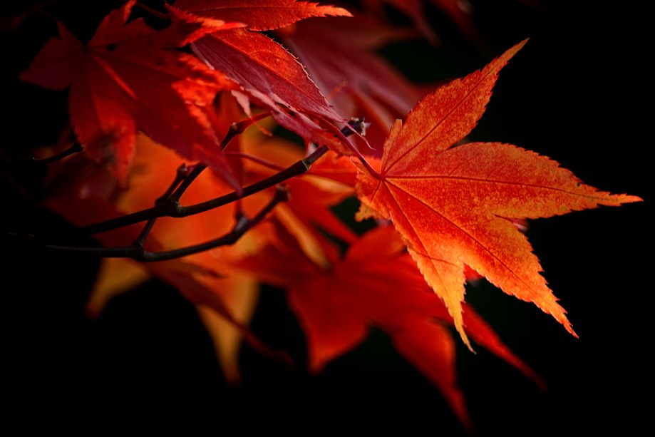 Autumn red,
It has been too warm for November but the leaves are getting tinted with yellow and red. The climax of autumn beauty in Germany .