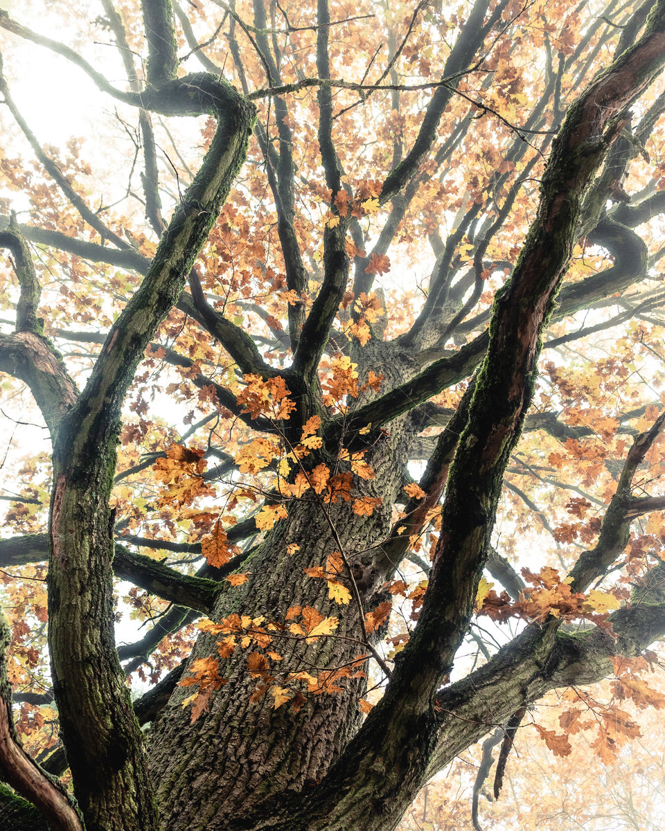 Autumn Tree