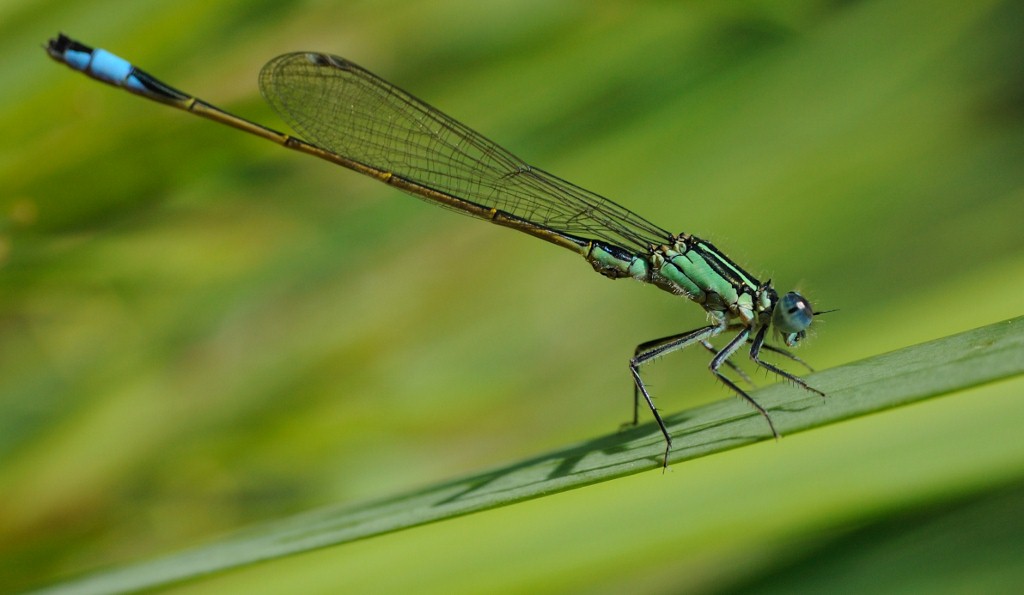 Azur Jungfer