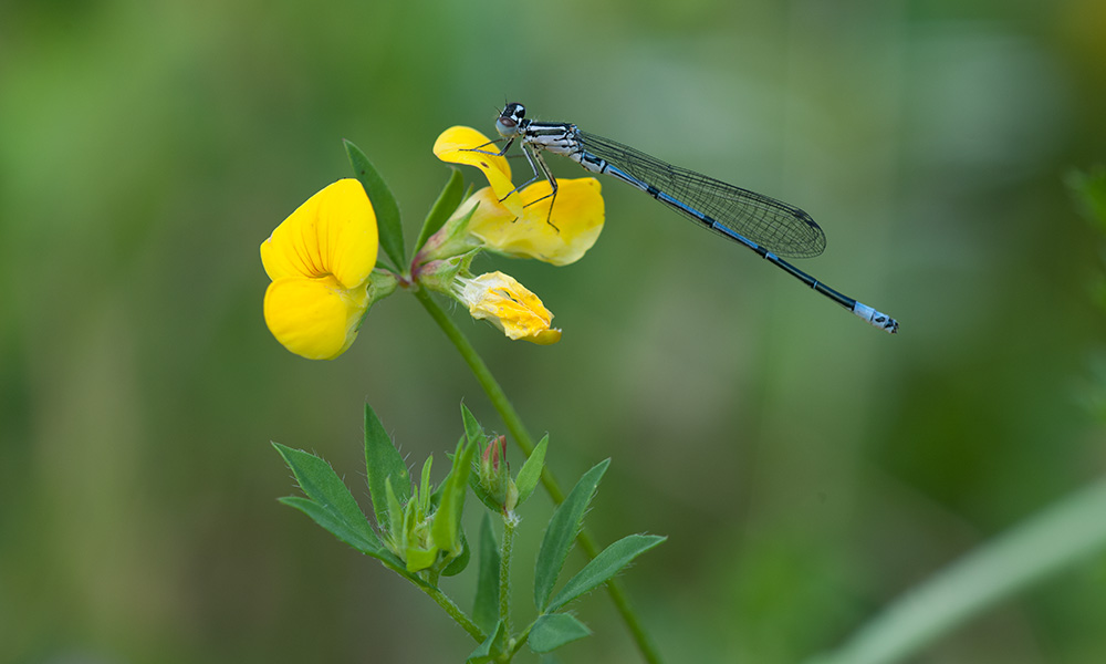 Azurjungfer Hufeisen 02 2013 07 05