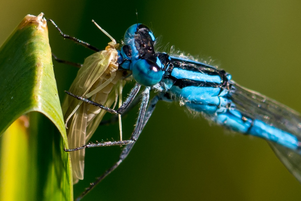 Azurlibelle mit Beute 100ercrop (1 von 1)