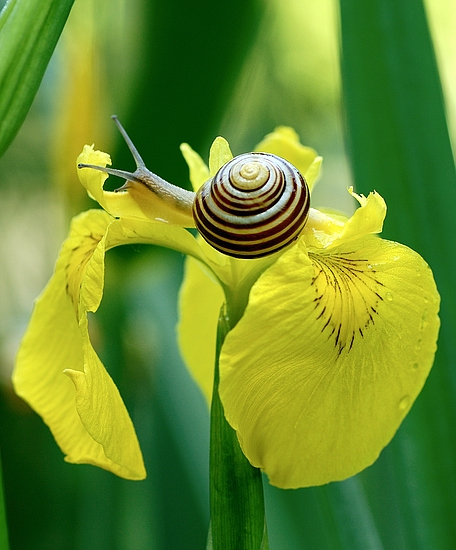 Bänderschnecke
