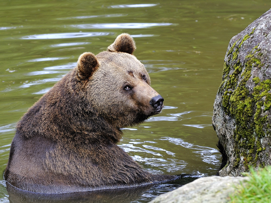 bär 01