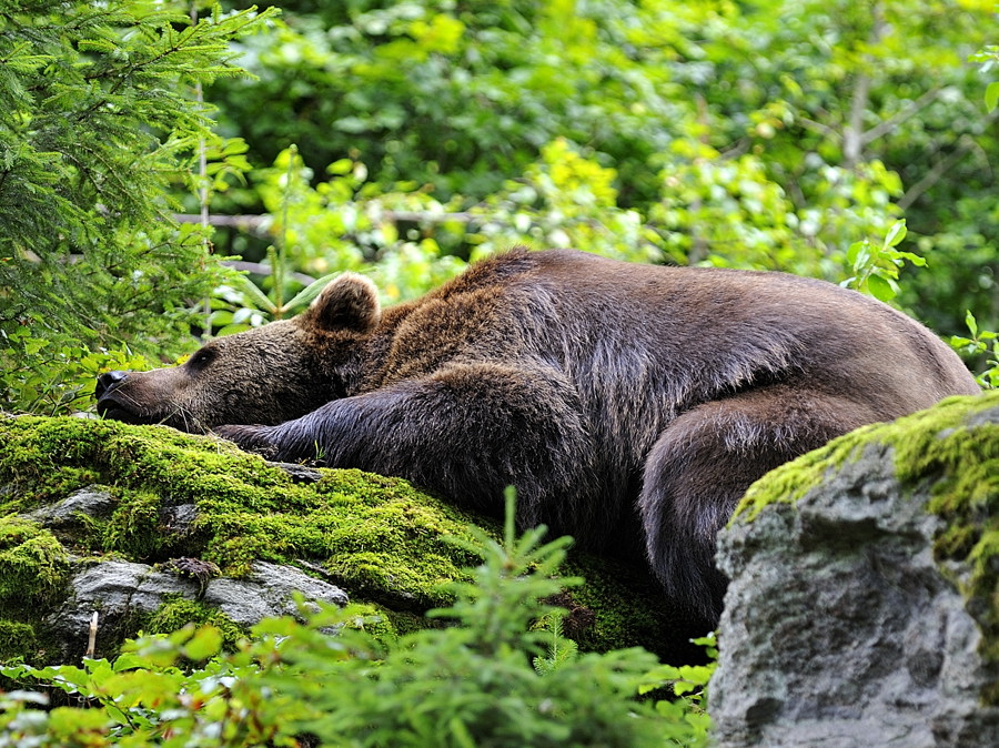 bär 03
