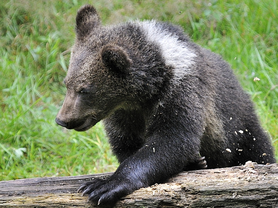 bär 04