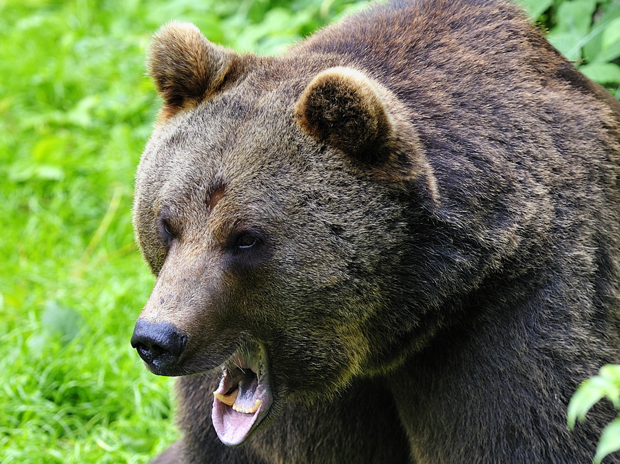 bär 05