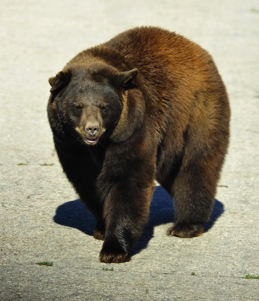 Bär auf der Straße