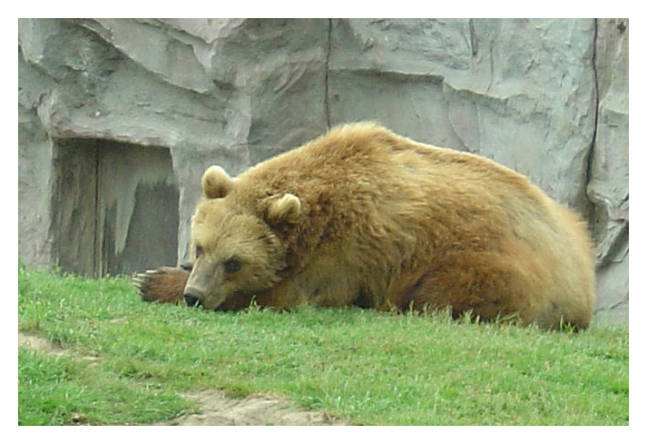 Bär
Sony DSC P12