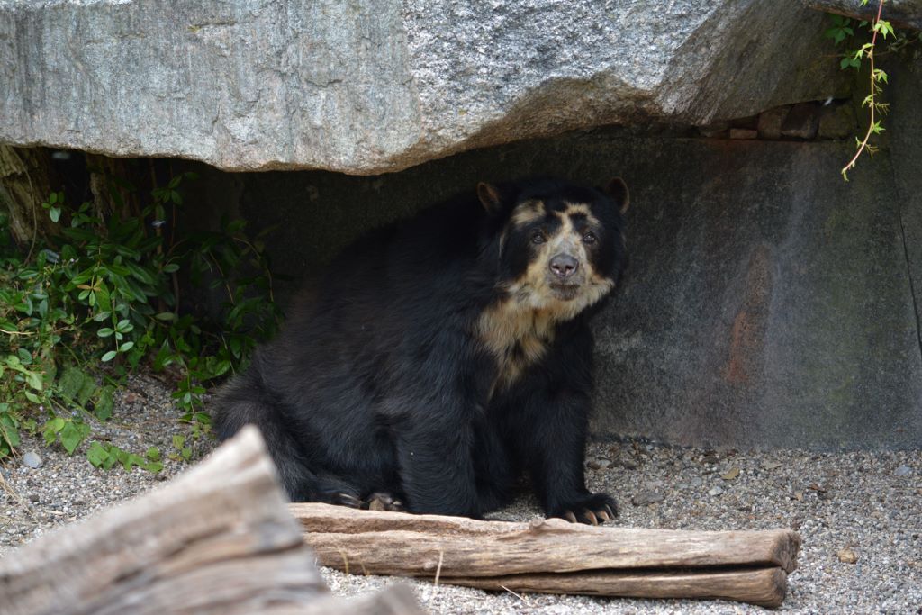 Bär