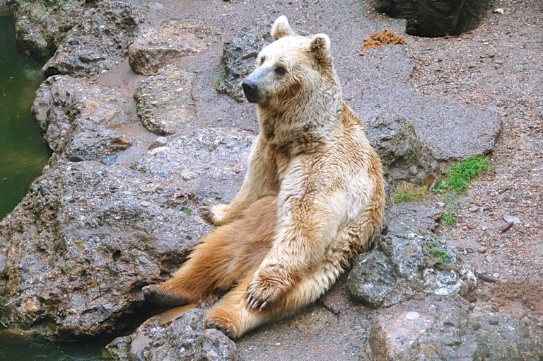 Bärenpause