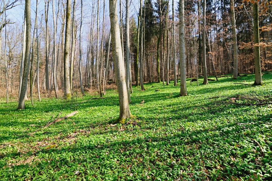 Bärlauchwald