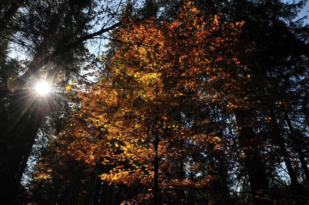 Bäume im Gegenlicht