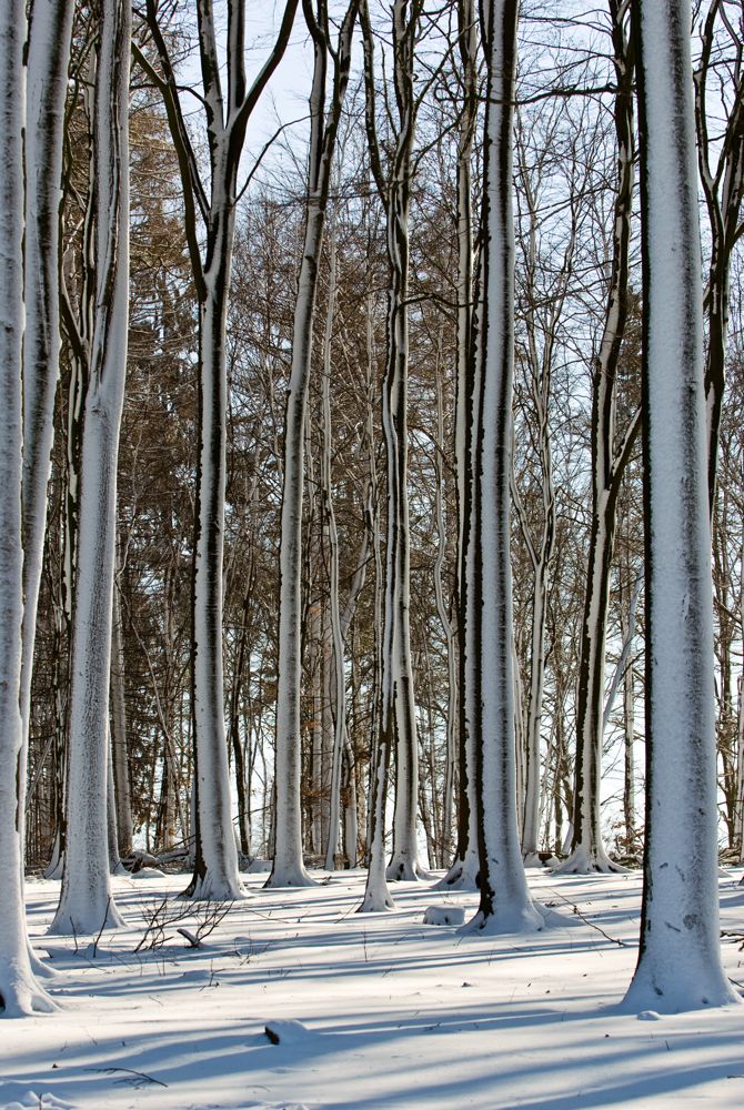 Bäume im Schnee