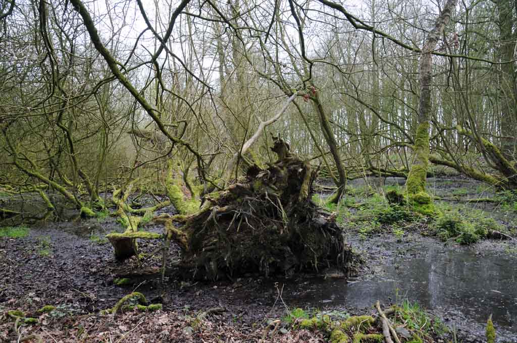 Bäume im Sumpfgebiet II