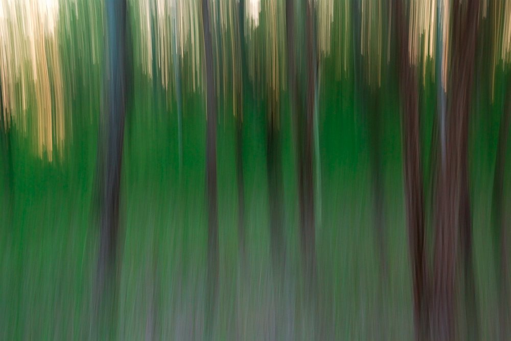 Bäume im Wald