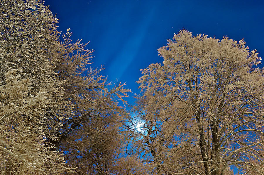 Bäume Schnee www (2) ps