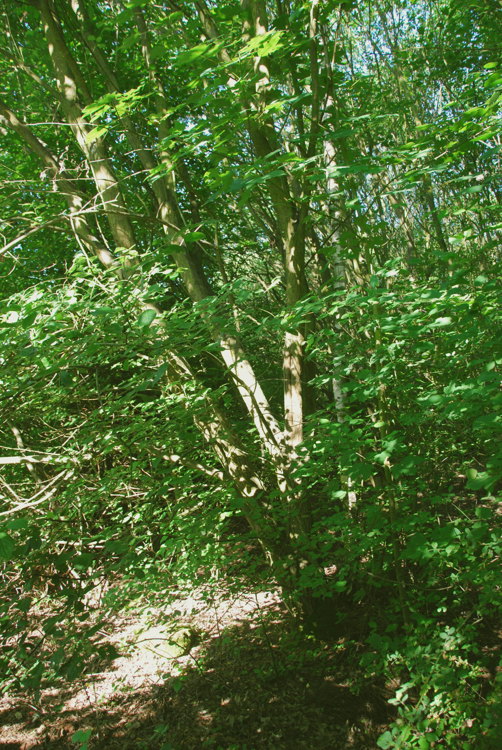 Bäume