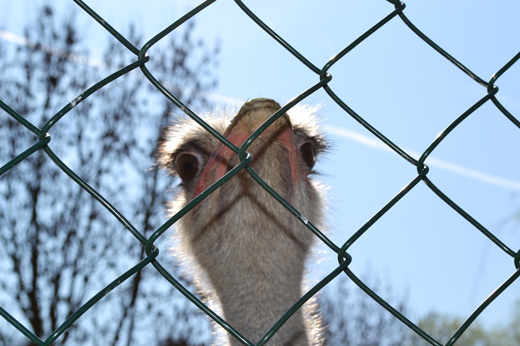 Böser Vogel im Käfig
