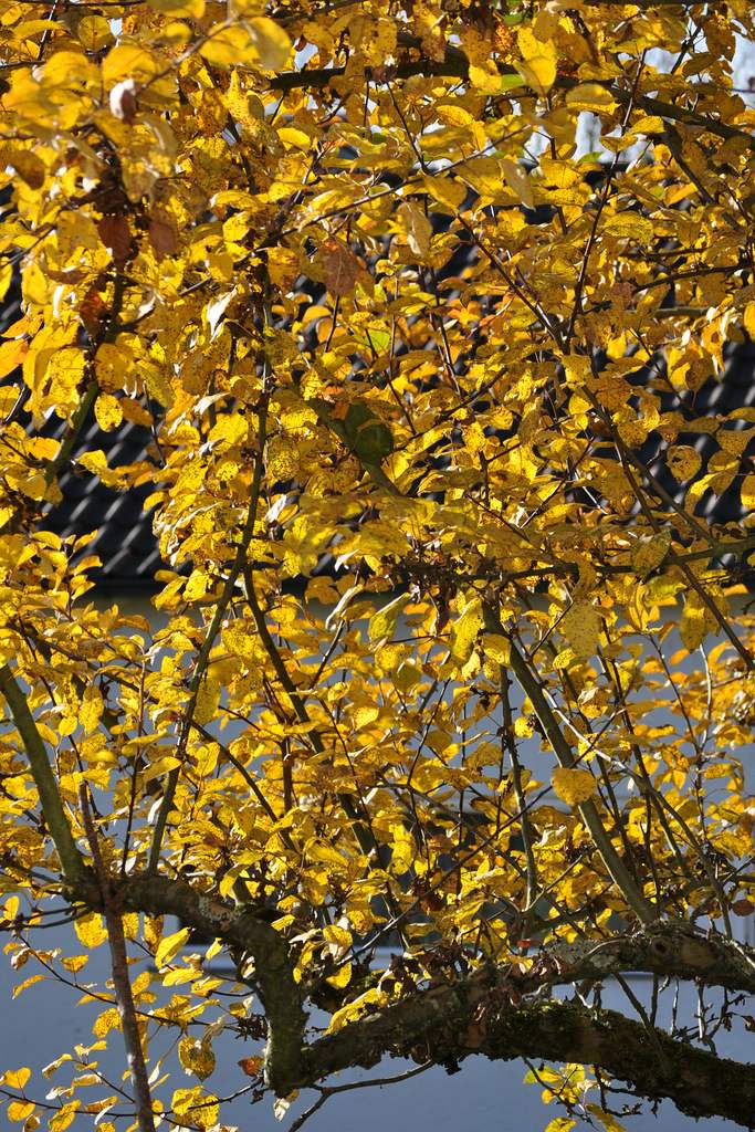 Büroausblick im Herbst

D5000 / Nikkor 55-200 VR

85.0mm / f/5.6 / 0.0020s (1/500) / ISO 200