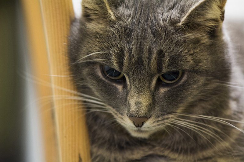 B711867Mausi   Kopie