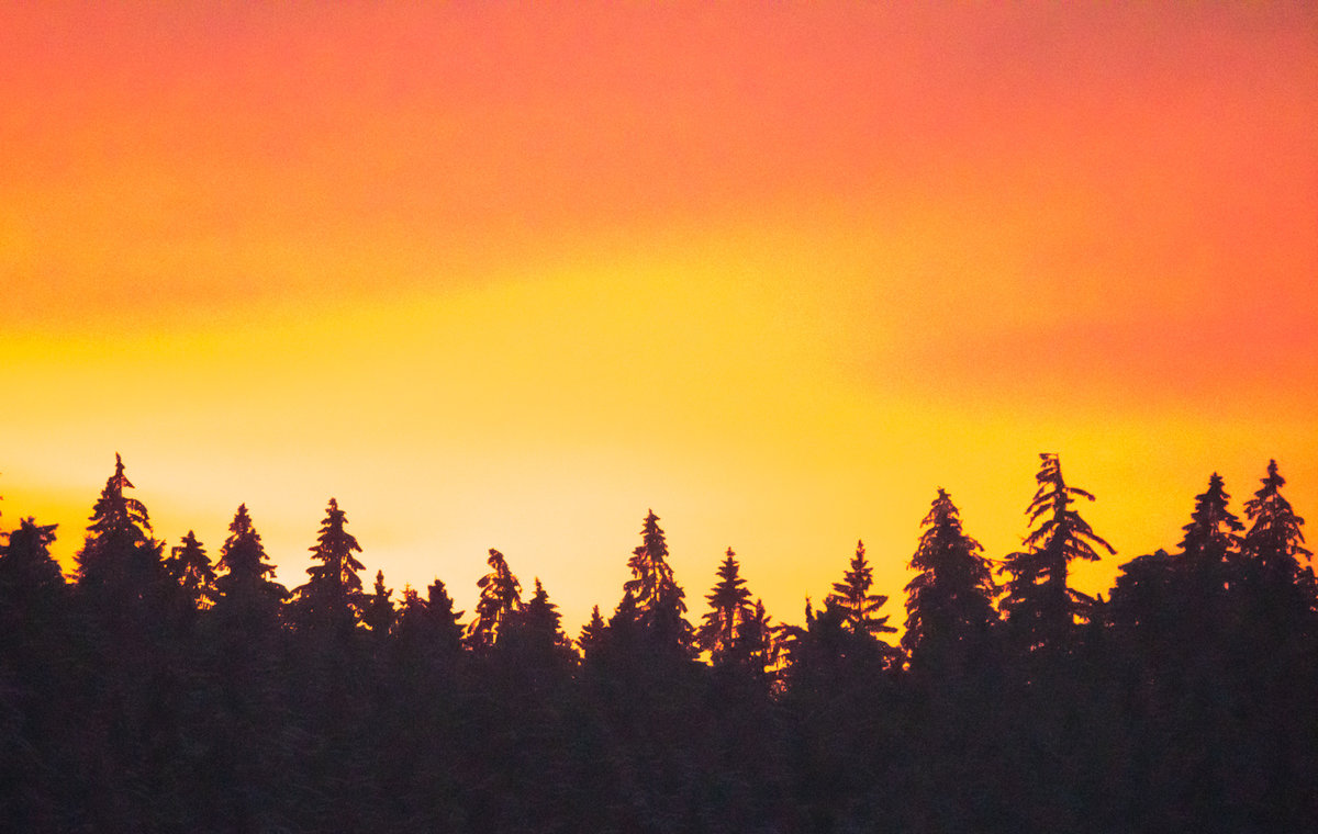 Bäume_Sonnenuntergang-2201137608.jpg